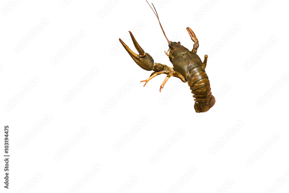 Crayfish on a white background. Crayfish on a white background.