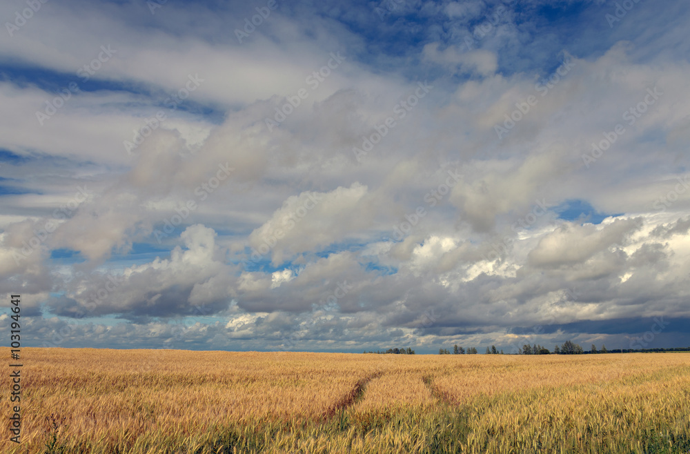 Beautiful clouds over the wheat field