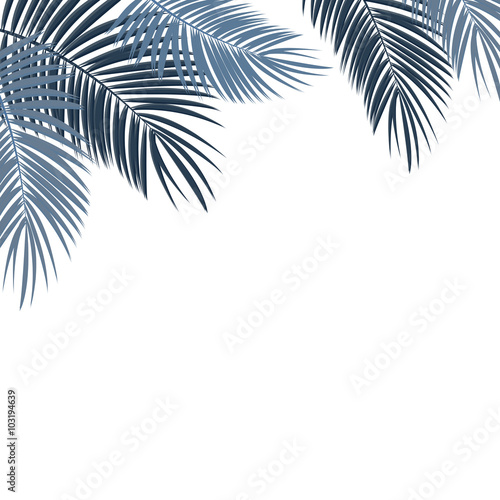 Palm Leaf on White Background with Place for Your Text Vector Il