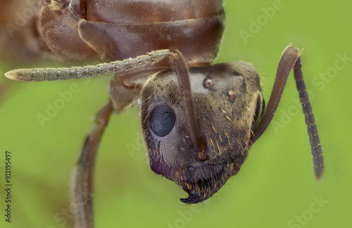 Cabeza de hormiga Lasius grandis