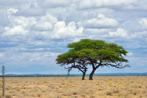 Etosha  Namibia  Africa