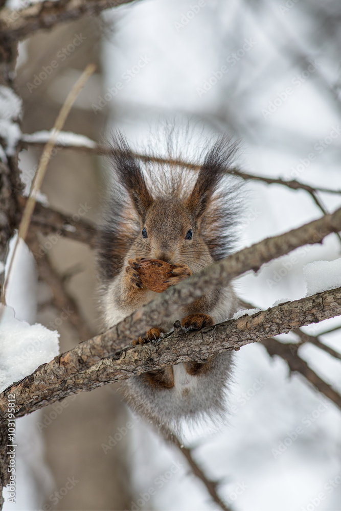 squirrel on a tree