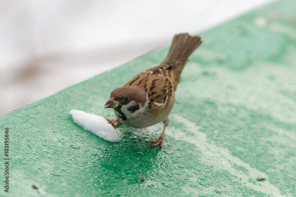 Obraz premium millet in its beak