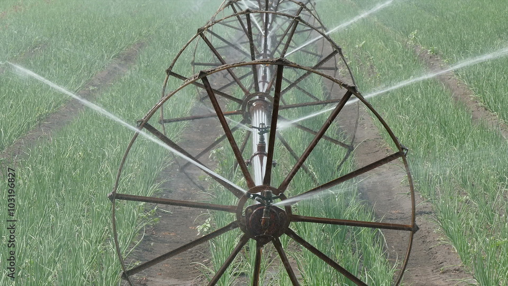 Irrigation system for water supply in onion field HD footage zoom in Irrigation system for water supply in onion field HD footage zoom in