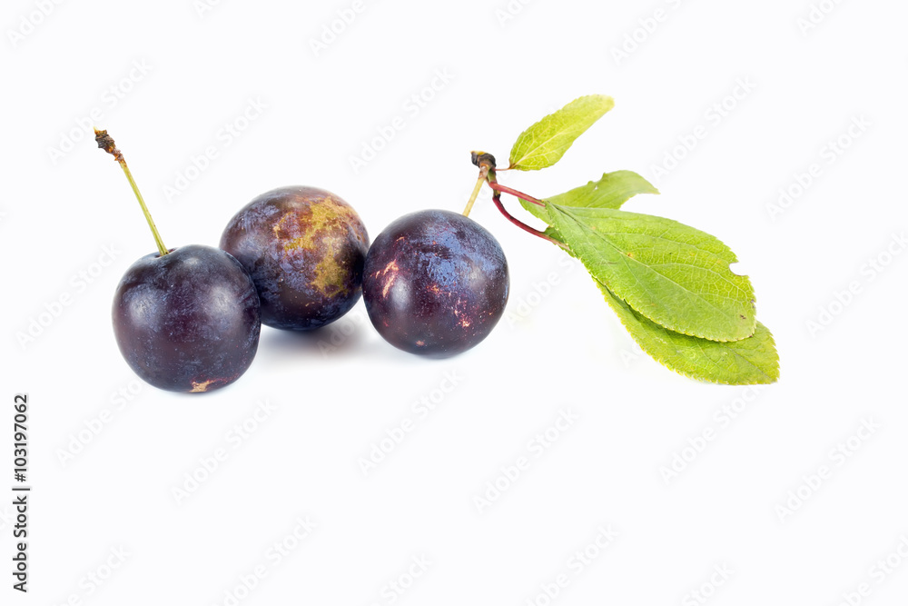 Berries of sloe Berries of sloe