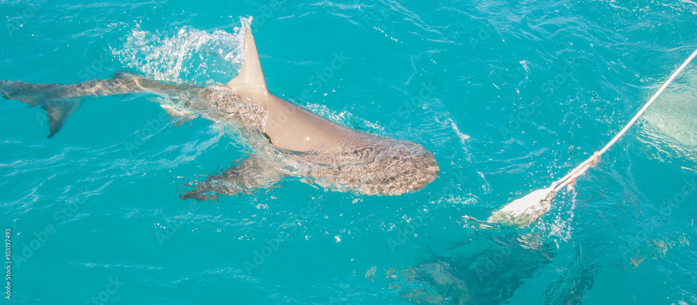 Obraz premium Lemon shark