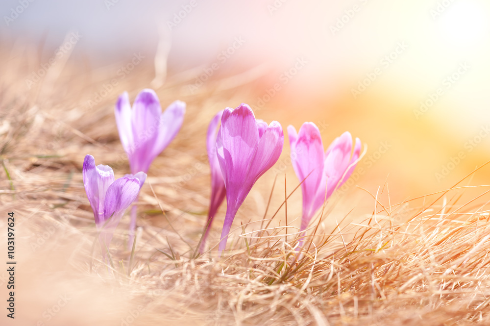 crocus