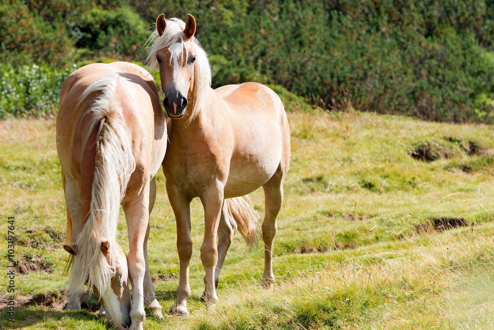Fototapeta premium Wild horses - National Park of Adamello Brenta / Brown and white horses that graze in the mountains. National Park of Adamello Brenta, Val di Fumo. Trentino Alto Adige, Italy.