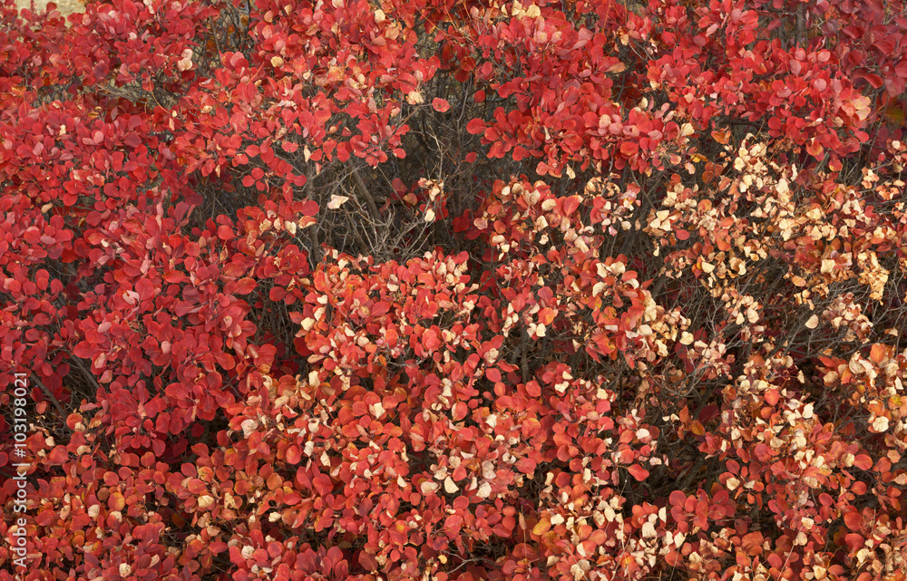 Lush red foliage of autumnal bush as natural background. Lush red foliage of autumnal bush as natural background.