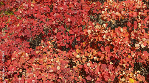 Lush red foliage of autumnal bush as natural background.
