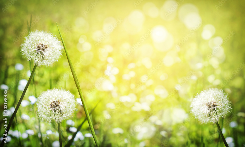 Fototapeta premium Dandelion