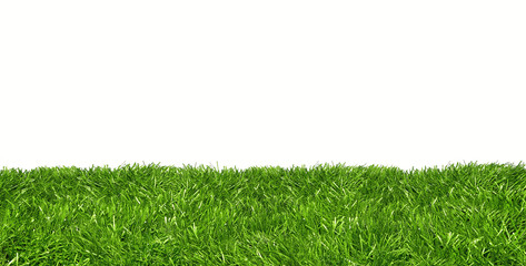 Lawn line against white background