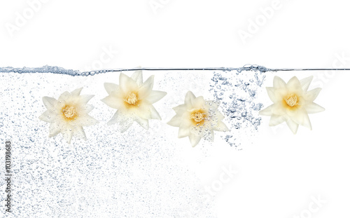 Four white flowers underwater and bubbles against white background © danielsbfoto