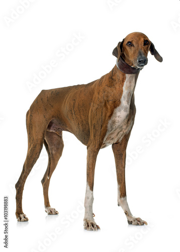 brown azawakh hound