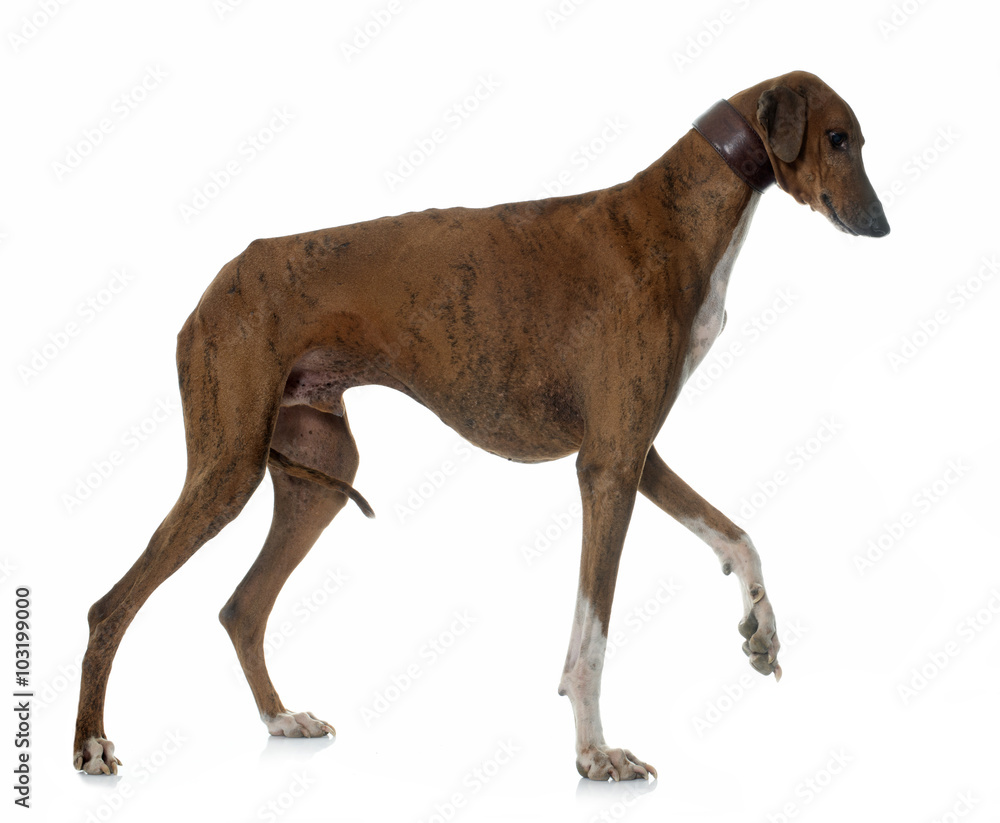 Obraz premium brown azawakh hound