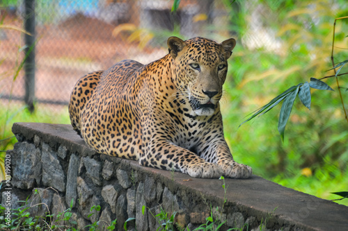 Sri Lankan Endemic Leopard At Pinnawala Open Air Zoo photo