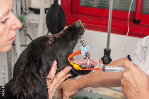 Intubation d'un chien pour une anesthésie générale. photo