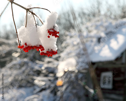 рябина под снегом зимой на фоне домика
