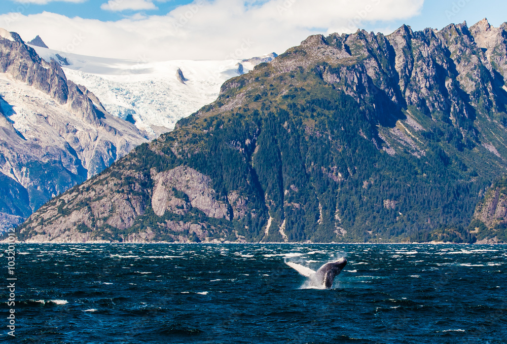 Fototapeta premium Humpback whale breaching