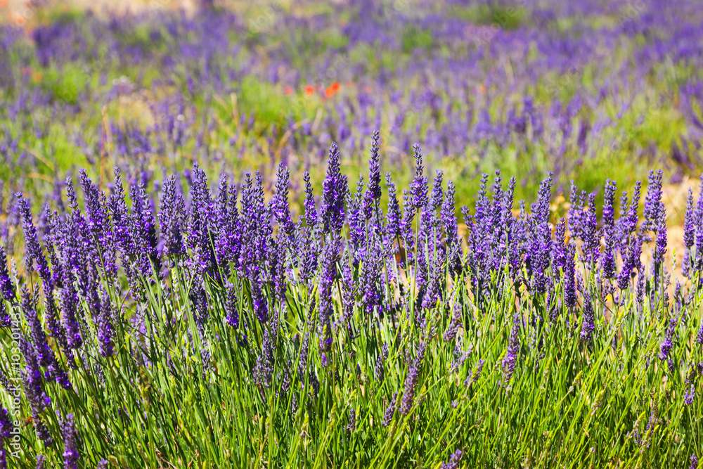 plant of blue lavender