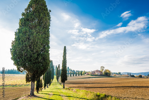 The plant and the vineyard in the beautiful countryside of Lucignano in Tuscany