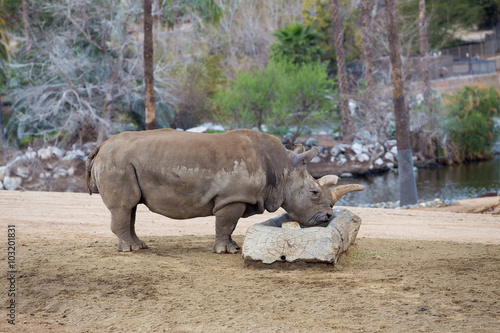 Black Rhino Endangered Species