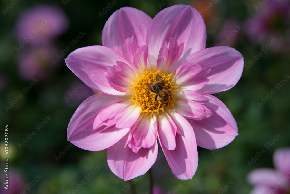 Obraz premium Dahlia, autumn flower 9