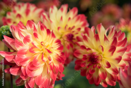 Dahlia, autumn flower 10