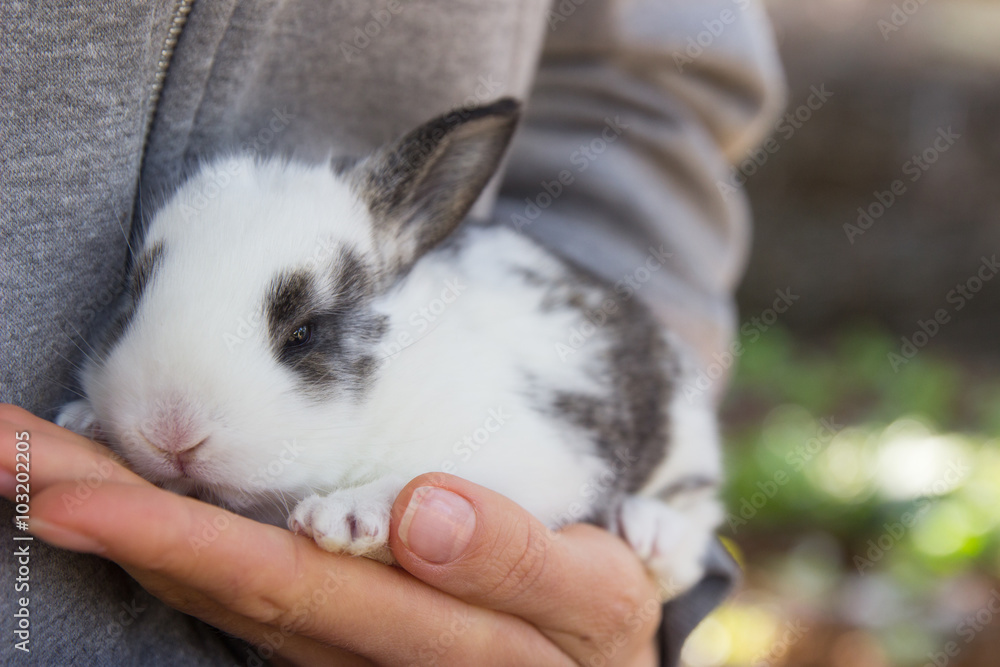 Fototapeta premium Little bunny in hand