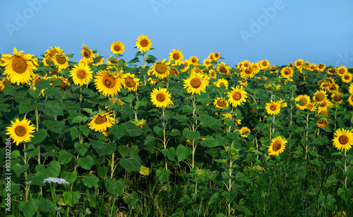 Fototapeta Naklejka Na Ścianę i Meble -  Sunflower field under blue sky