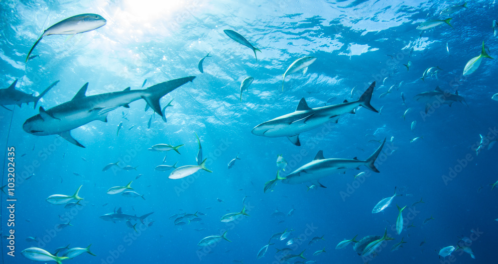 Obraz premium Caribbean reef shark