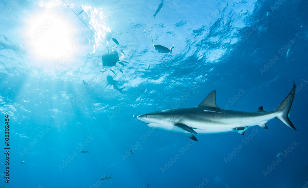 Naklejka premium Caribbean reef shark