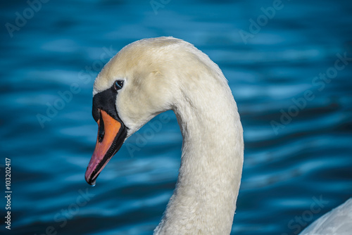 Head of Mute swan (Cygnus olor) against blue water