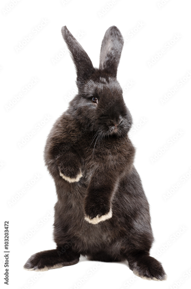 Obraz premium Portrait of a funny black rabbit standing on his hind legs