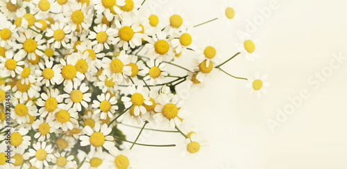 Daisy flowers bouquet