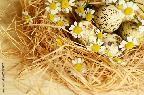 Quail eggs in a nest of straw