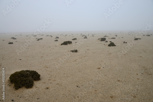 Mist in the Namib, Namibia