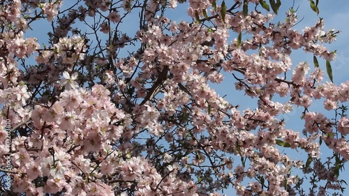 Amandier en fleurs dans le soleil et le vent