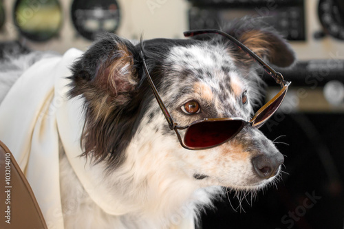 Border collie Australian shepherd mix dog sitting down with sunglasses in ariplane cockpit wearing white scarf looking smart cute cool chic ready for travel © Lindsay_Helms