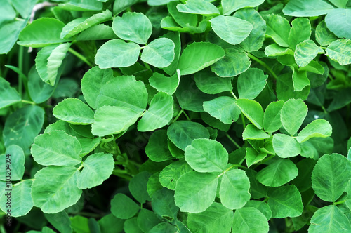 green clover leaves
