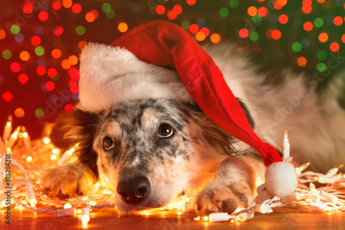 Border collie Australian shepherd mix dog lying down on white chirstmas lights with colorful bokeh sparkling lights in background looking hopeful wishful believing celebratory concerned