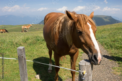 Seiser Alm - Alpe di Siusi, horse. Alpe di Siusi is the largest high altitude Alpine meadow in Europe     © tella0303