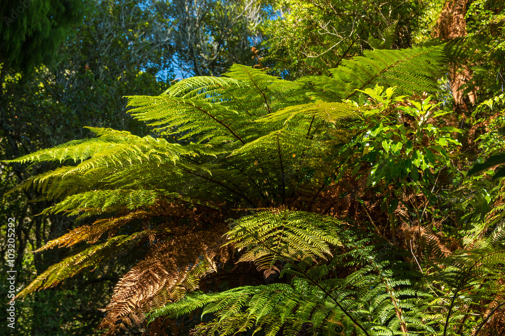 Bush Ferns Bush Ferns