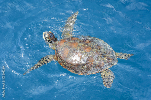 Green sea turtle in the Whitsundays  Australia