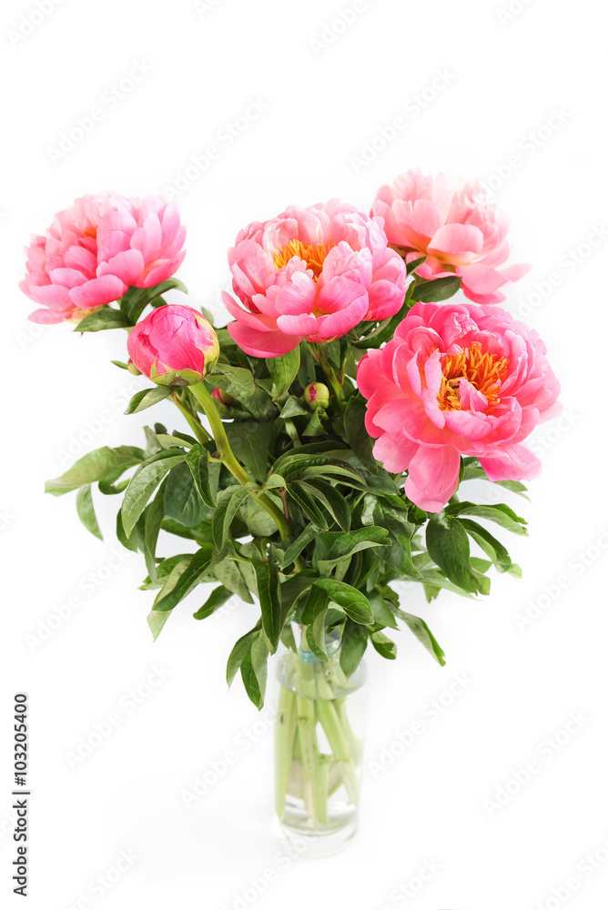 peonies in a vase on a white backgroundpeonies on a white background peonies in a vase on a white backgroundpeonies on a white background