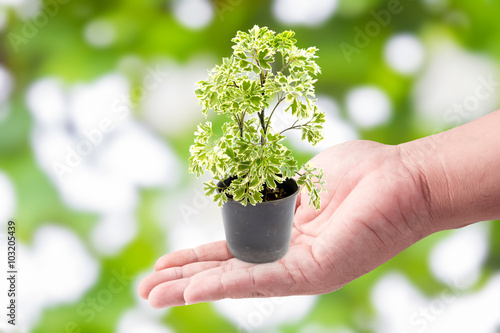 Man hand holding with green plants in the small pots on Green bo