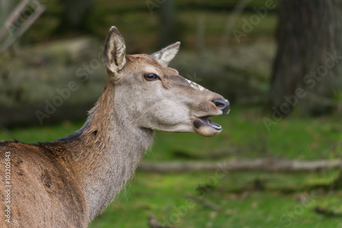 Widerkäuender Hirsch