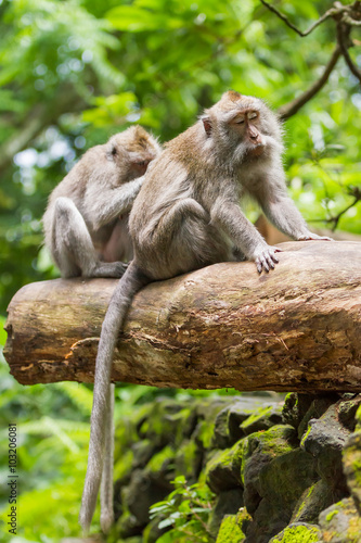 Monkeys on tree. Monkey forest in Ubud, Bali, Indonesia. © Konstantin Aksenov