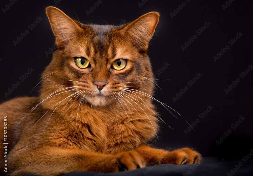 Obraz premium Purebred Somali cat