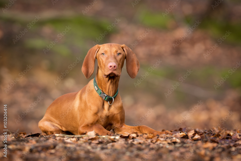 Purebred vizsla dog Purebred vizsla dog